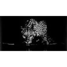 타이팅거 타이팅거 컬렉션 세바스티아오 살가도